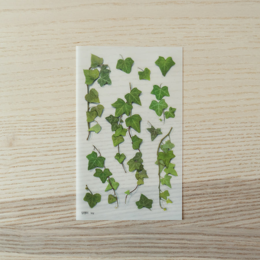 Appree Pressed Flower Stickers Ivy
